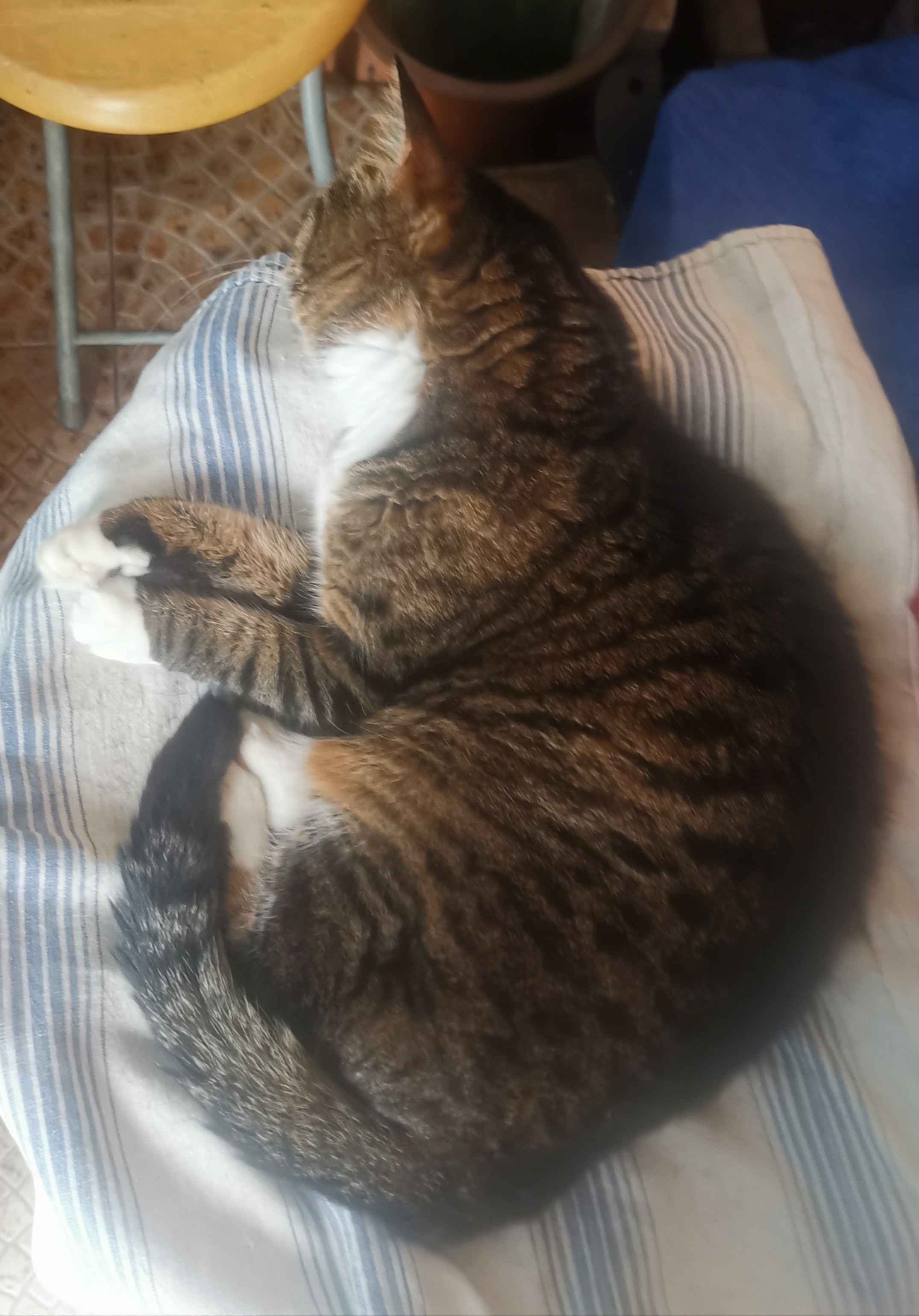 猫宁。多帅强弟，各自休息。一日二猫，洋猫憨厚，中猫在黄昏时。
