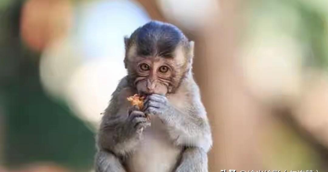 一只猴子卖到12万，拿着钱还得排队抢，这年头搞药研的比搞房地产的还焦虑！
这不是