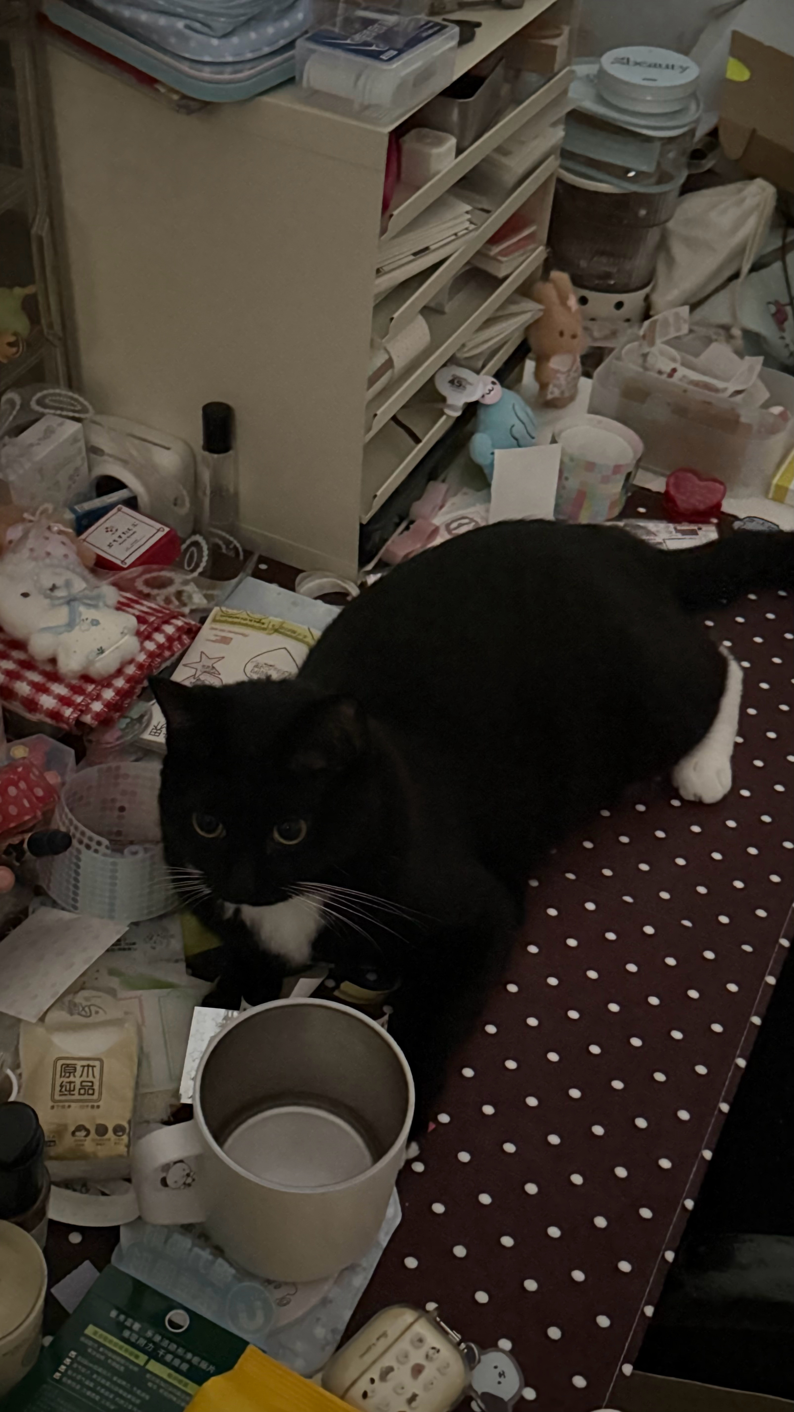 妮蔻——手帐猫来的今天早上七点多就上我屋里跳到我的桌子上 弄我桌上的小纸片 ​​