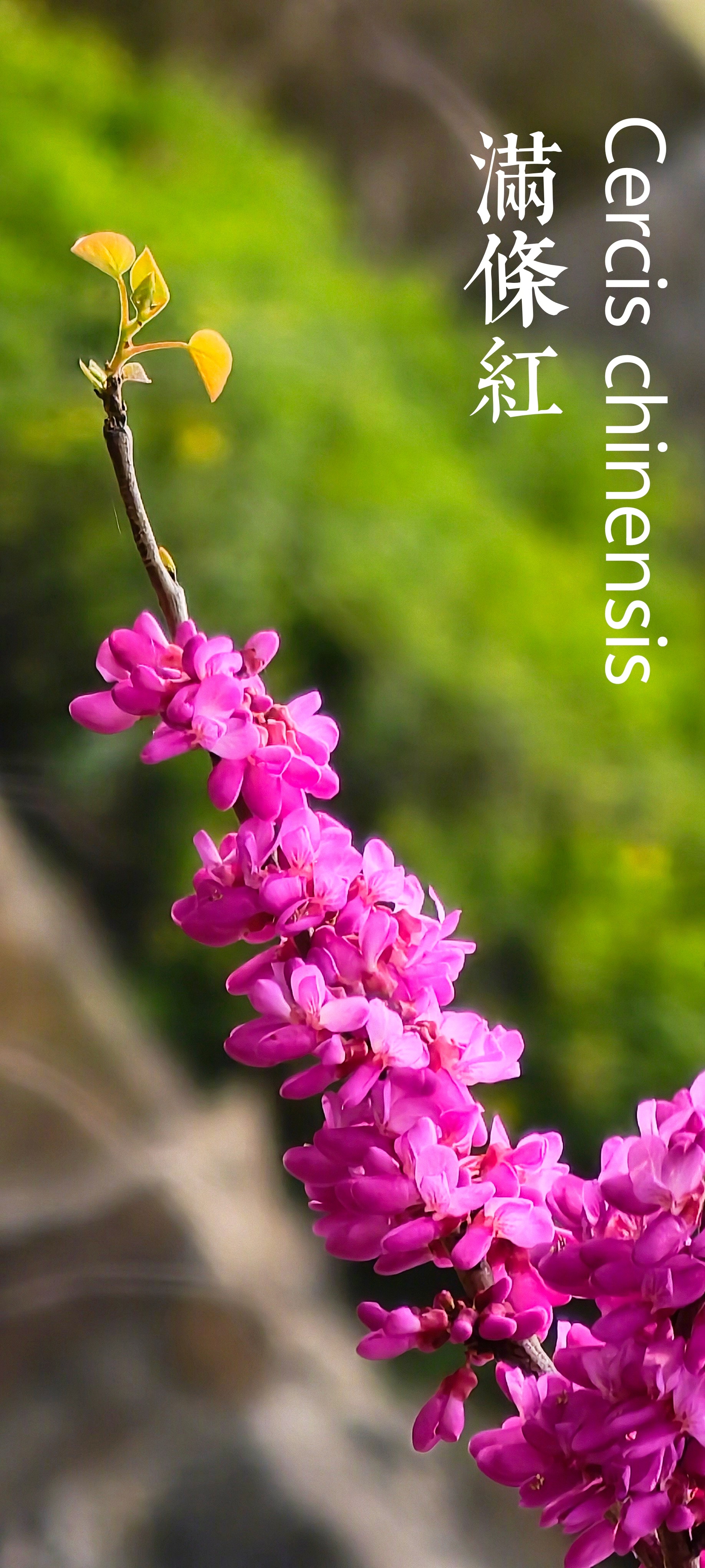 【心在旅行】满条红，也叫紫荆花，这种花在上海街头、公园很多，但不是香港城市市花的