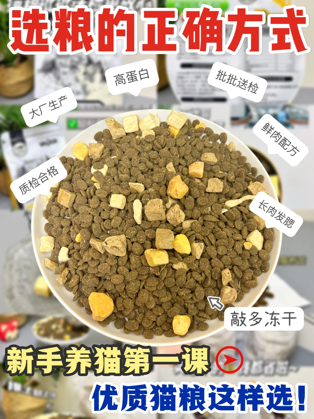 新手养猫第一课：优质猫粮这样选| 不踩坑