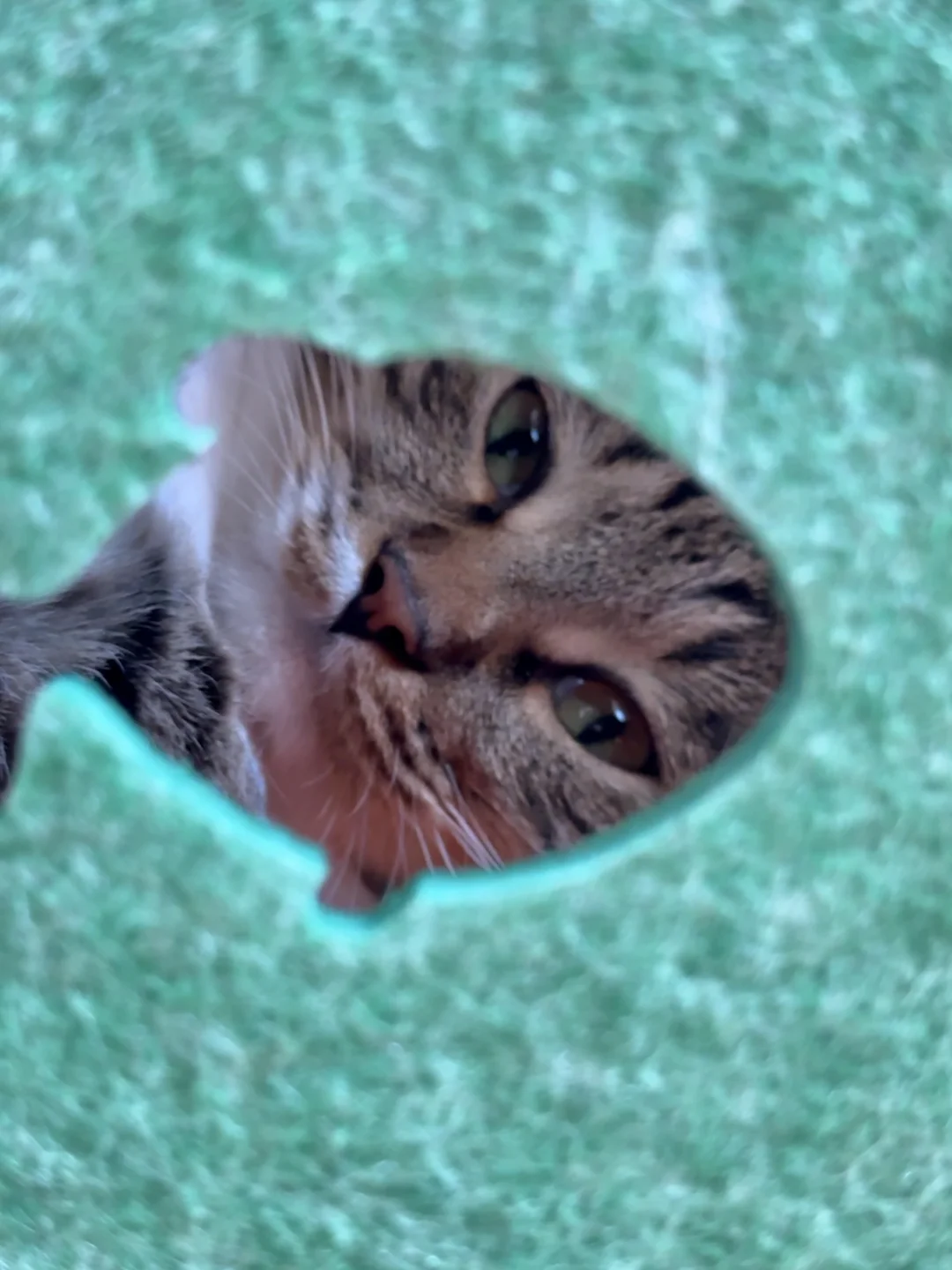 小猫在偷偷看你