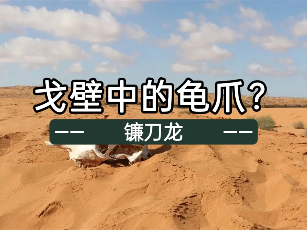 戈壁中的龟爪？