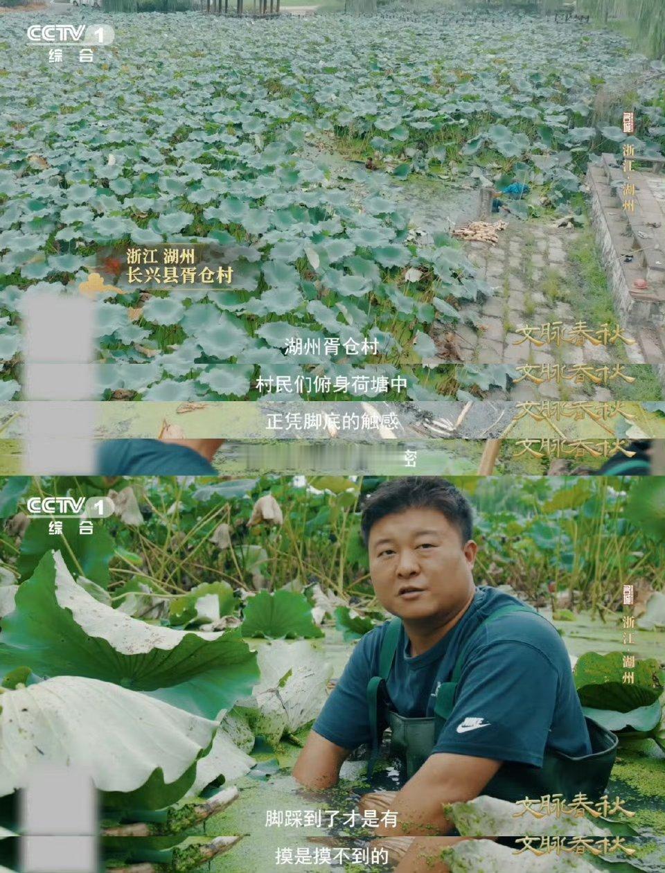 湖州的藕为什么有11个孔湖州人吃藕吃出新高度湖州11孔藕藏千年玄机！春秋伍子胥屯