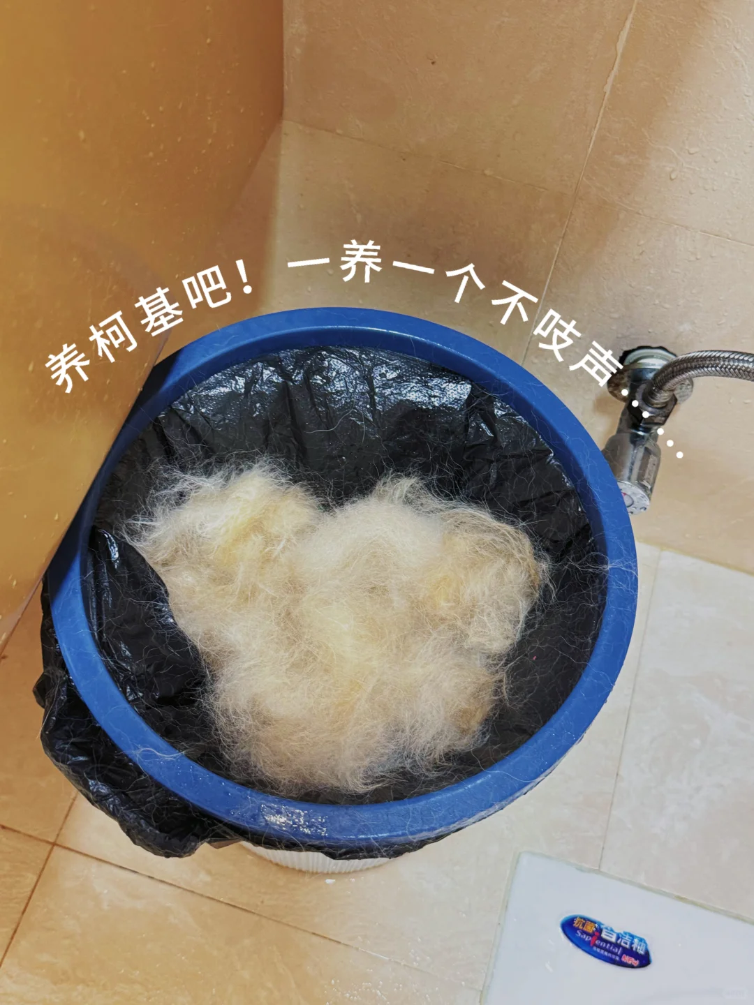 柯基啊～真的只有亿点点🤏🏻掉毛～亿点点哈