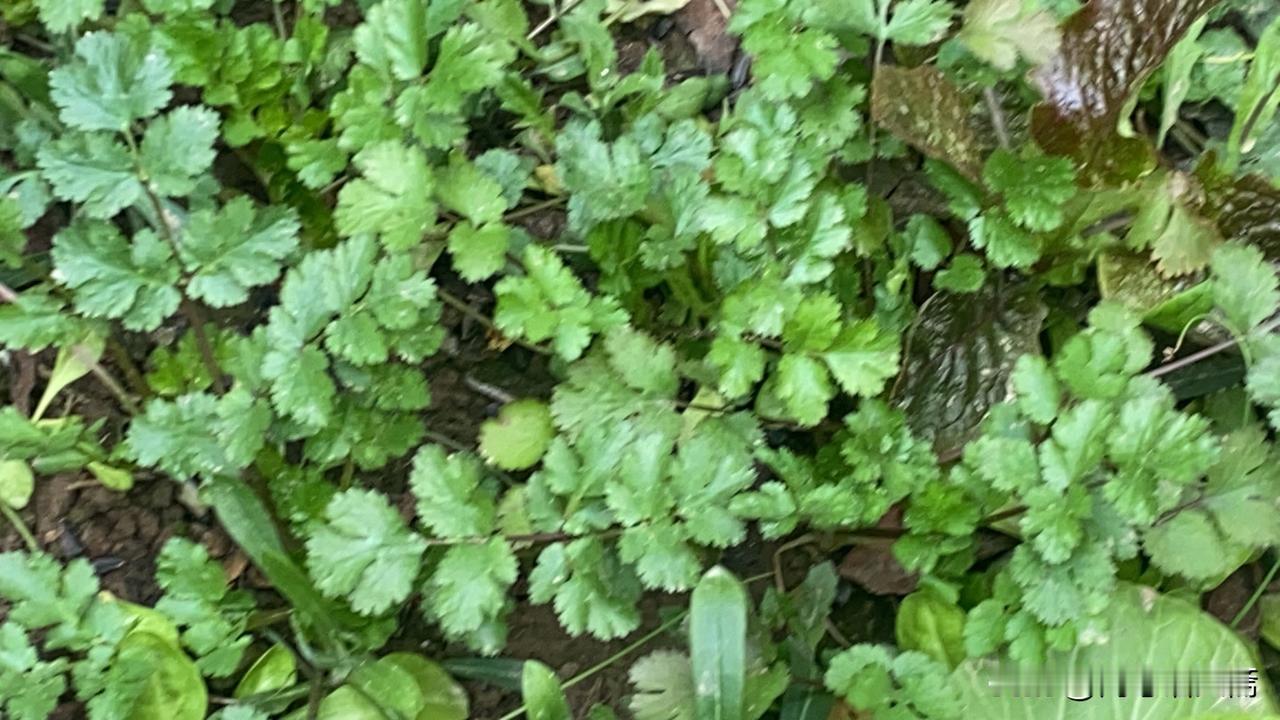 新年生活图鉴绿意盎然的青菜，大自然的馈赠！🌿🍃