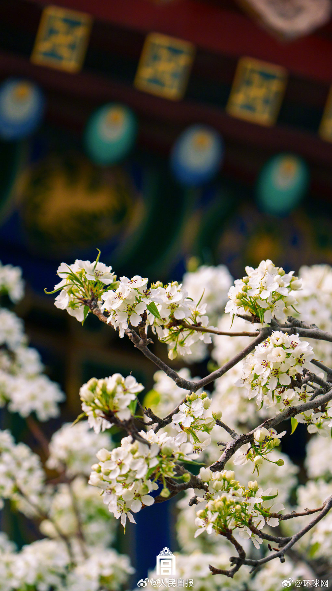 【一键收藏！#你的春日壁纸故宫承包了#】#红墙映梨花怎么这么美# 一树梨花白，春