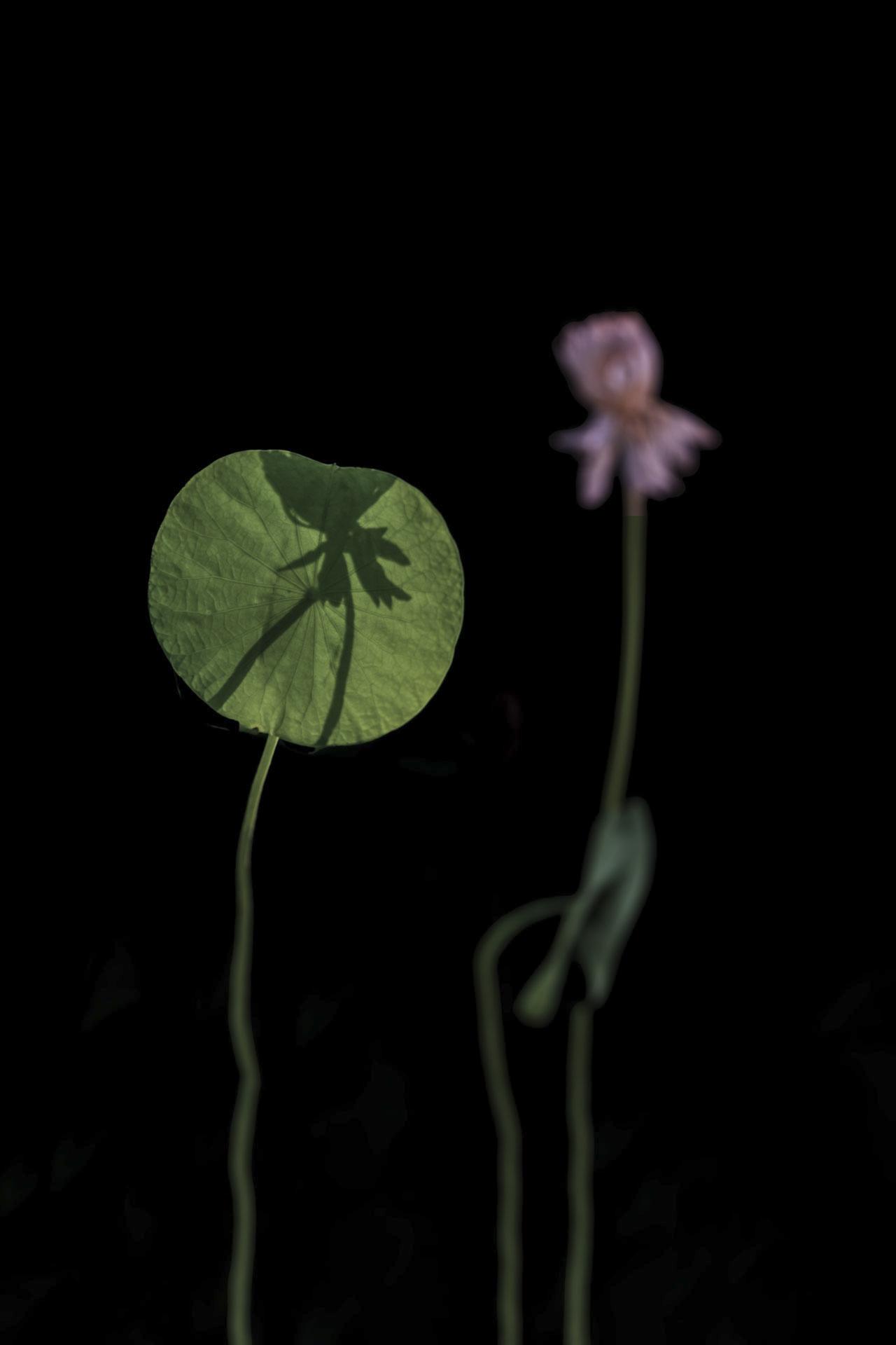 摄影的终点，是意境的再生。

同样的梯田、荷花与古村落，
在PS AI的笔下，生