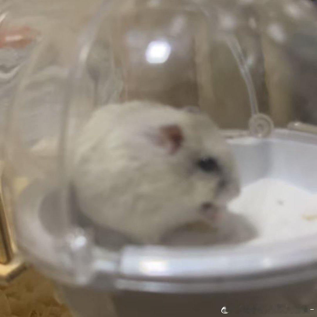 梦想是变成小鼠 