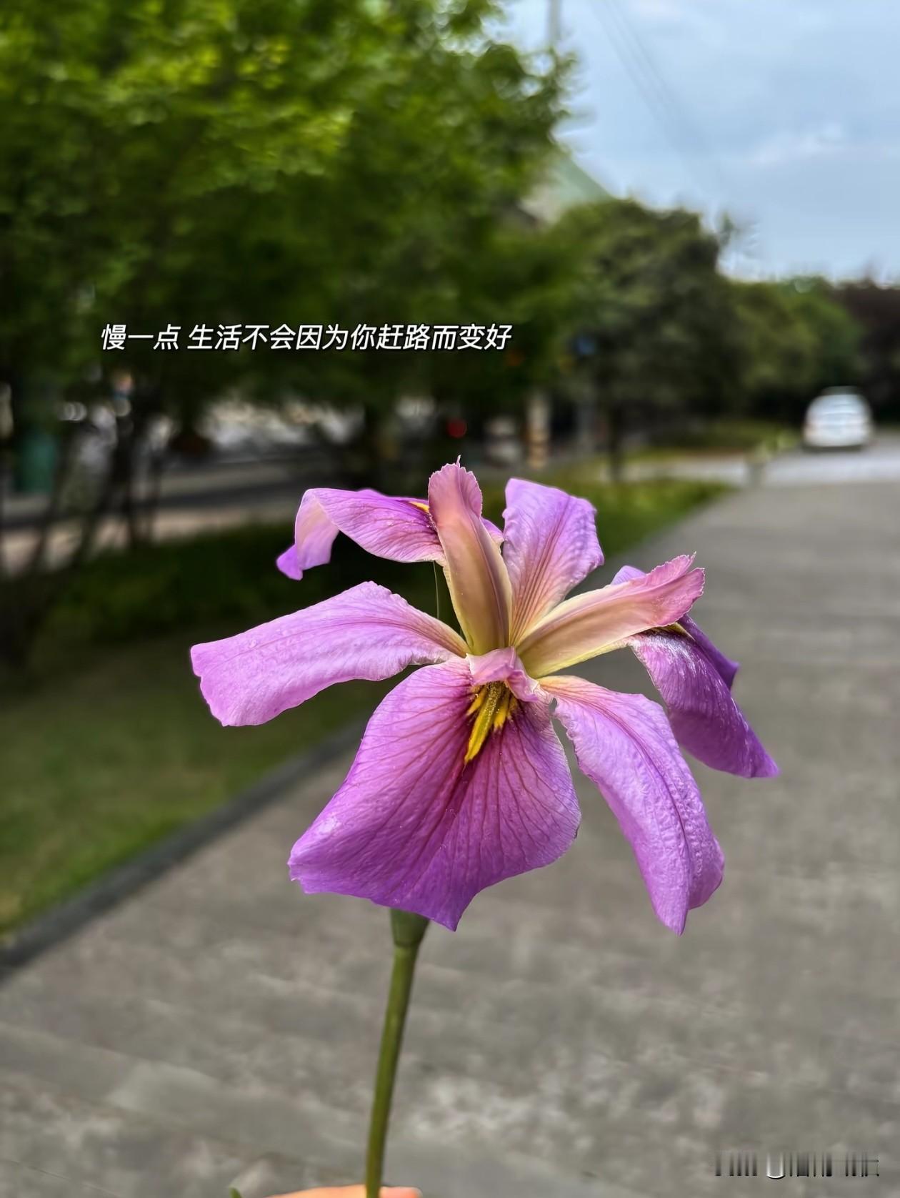 三月有风，四月有雨，
五月春未尽，夏初临。

在充满期待和希望的五月，
愿往事清