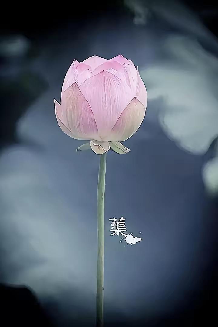 你厂里那位四十岁女同事的经历，确实折射出当下婚恋市场的某种现实。离婚带娃、身材普