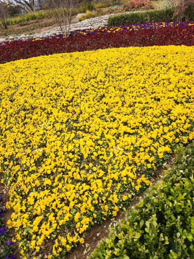 三色堇如彩虹般绚丽多彩，点亮了大地的生机，等你来欣赏。
青岛百花苑公园里，三色堇