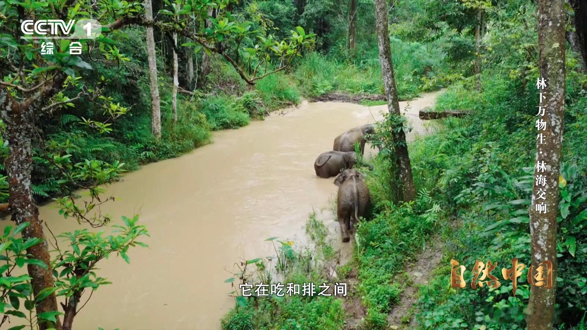 亚洲象头顶有两个聪明包云南可以在桥上看大象 我国野生亚洲象超 300 头定居西双