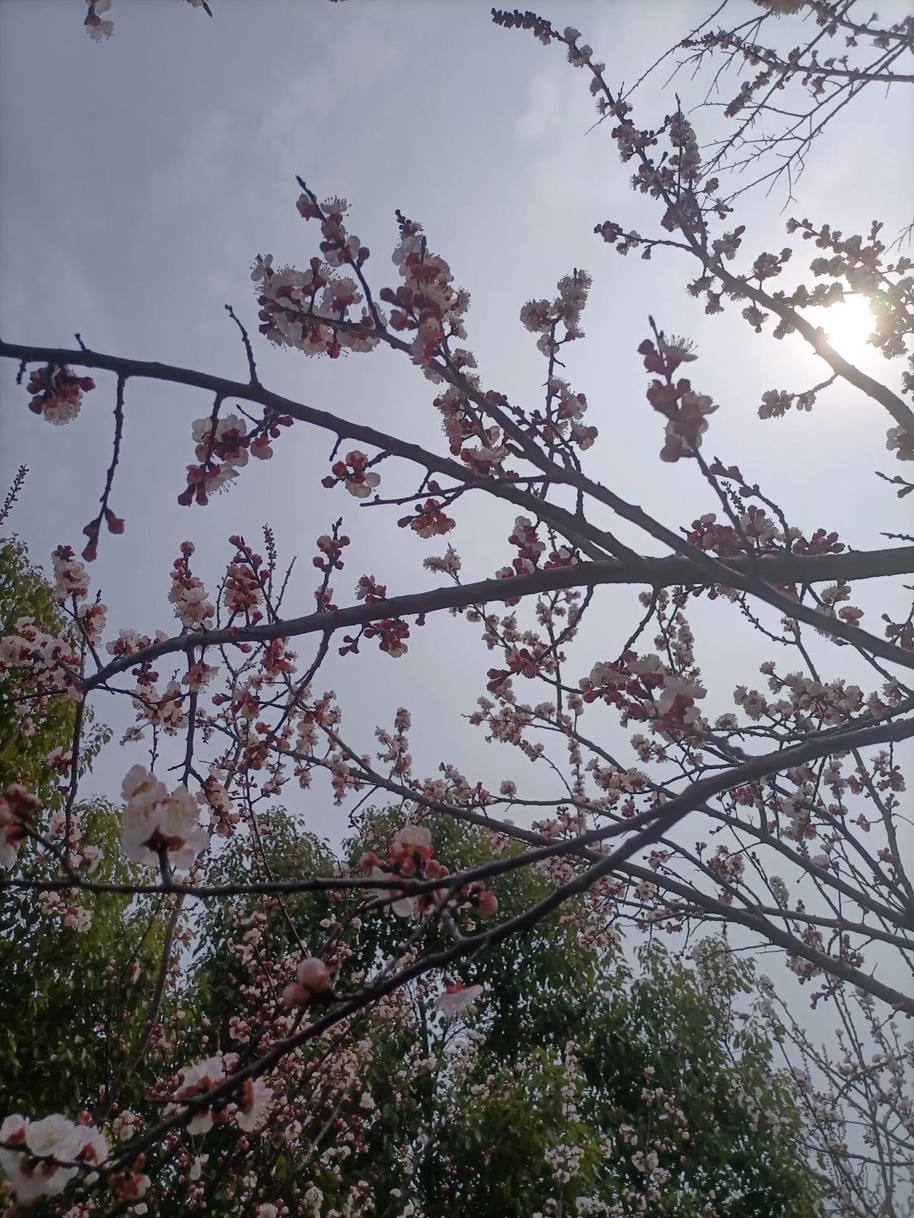 花开了，有的快凋谢了。缤纷落樱铺满一地，煞是好看。

四季轮回的人生也和这花开花