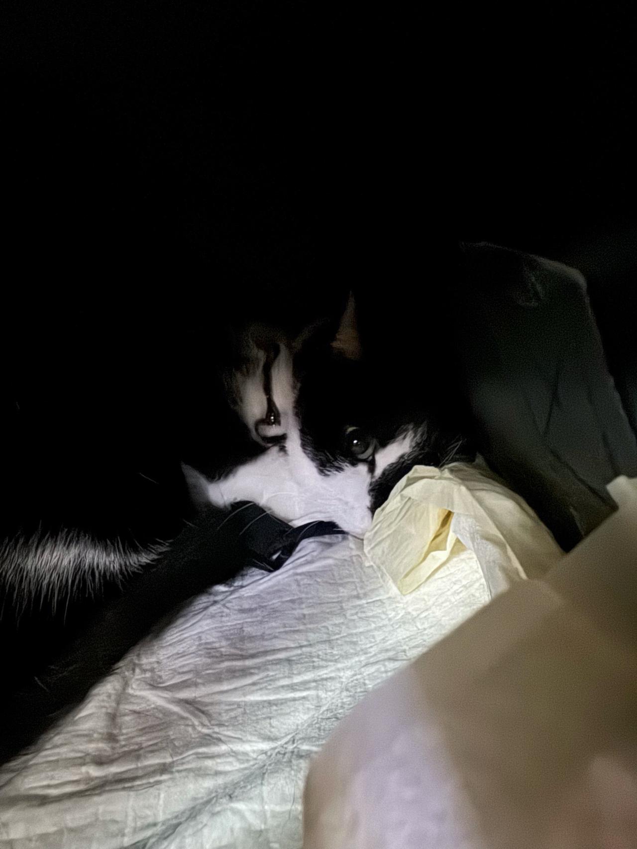 祝宝宝和麻麻一路平安！