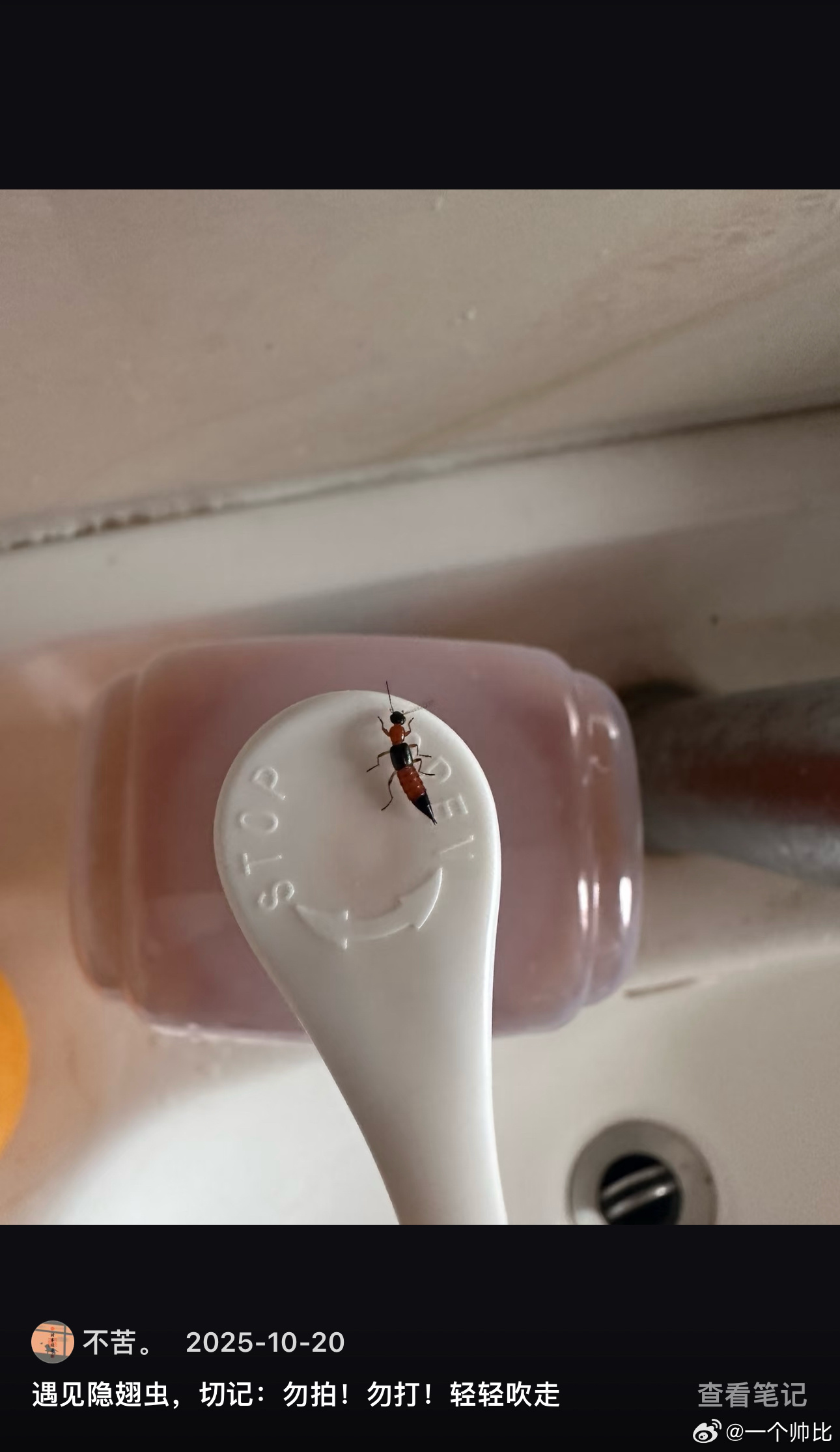 今天在小区草丛溜达了五分钟回家一坐感觉腿刺痛，一抓是隐翅虫，还好我看过科普没有拍