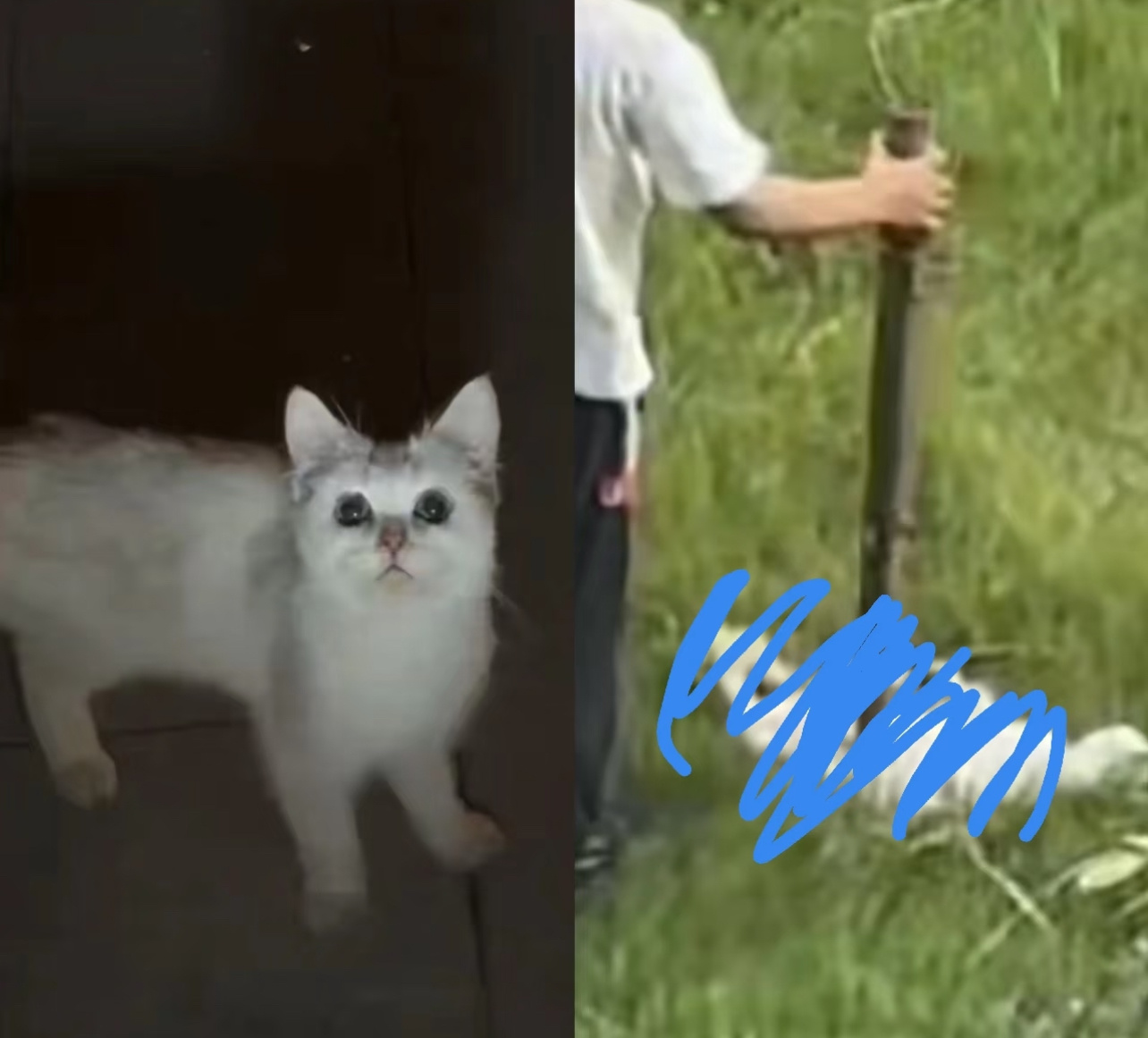 3名男孩虐猫致死家长发声那个小区群里的住户都在骂猫和骂谴责几个小孩的人三个小孩在