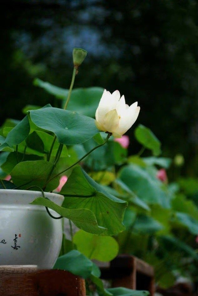 明智的放弃胜过盲目的执着。——林语堂