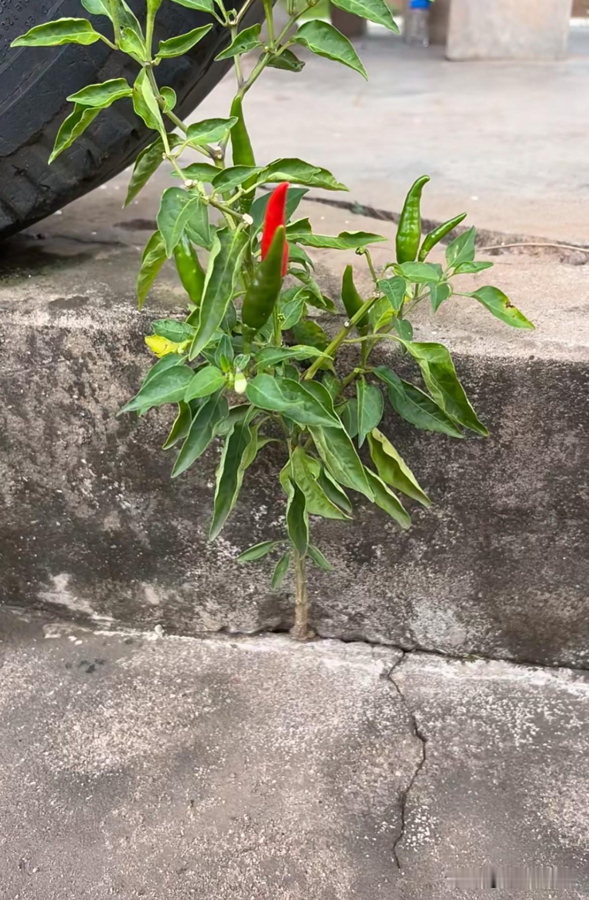 我辛辛苦苦种的都没长这么好
简直就是别人家孩子
我使劲培养都长不成这样
