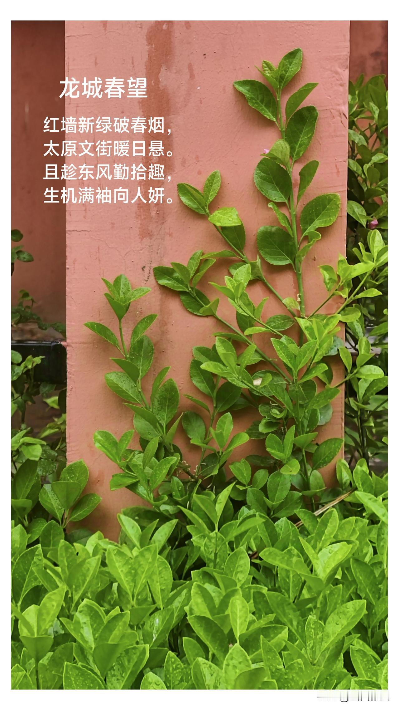 《太原春望》

红墙新绿破春烟，
太原文街暖日悬。
且趁东风勤拾趣，
生机满袖向