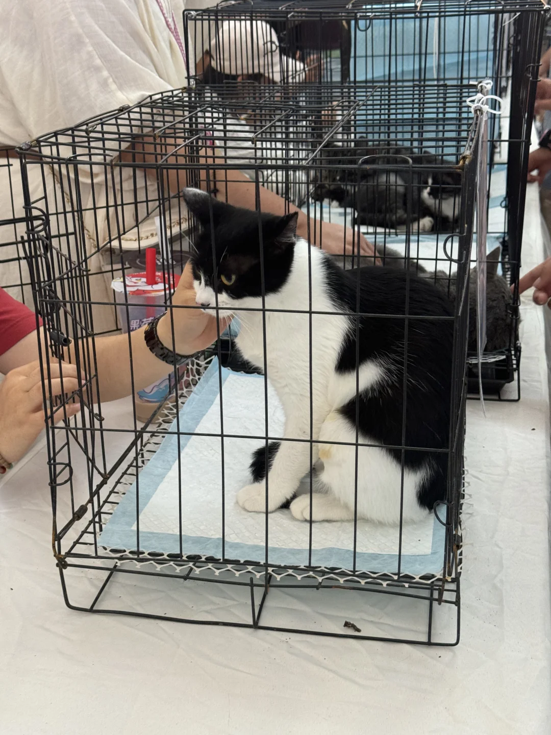 小抓，你也很为姐姐骄傲吧！！