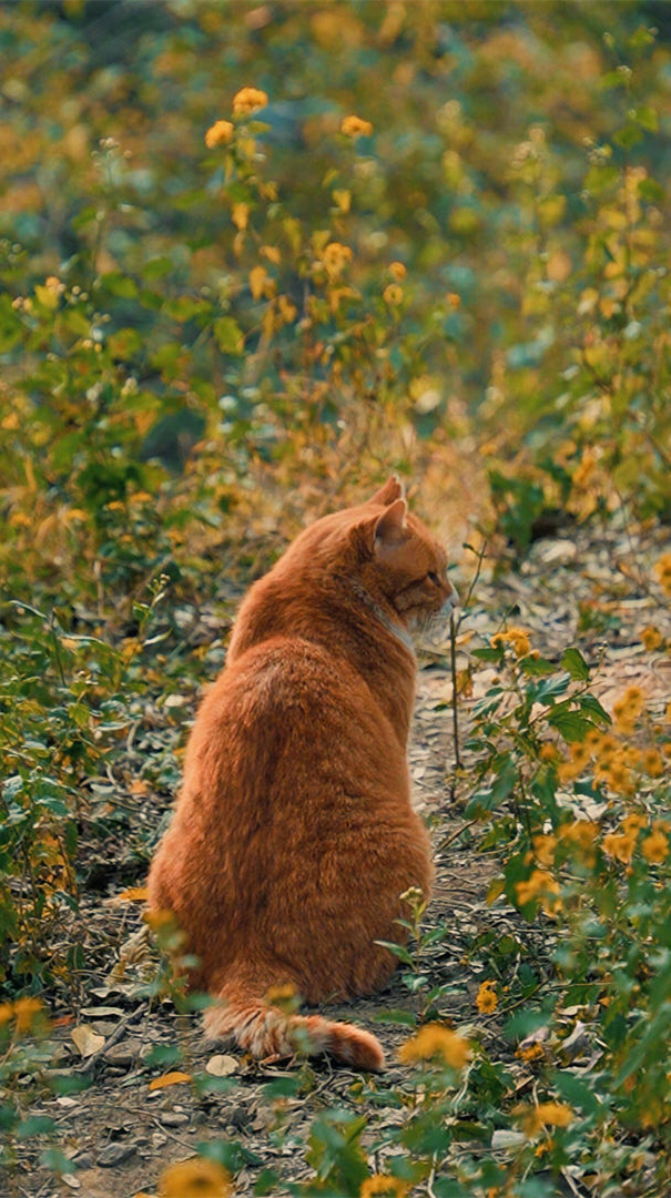 生活是自己的，和其他人毫无关系。不必在人群之中招摇过市，不必把自己的得意和失意分