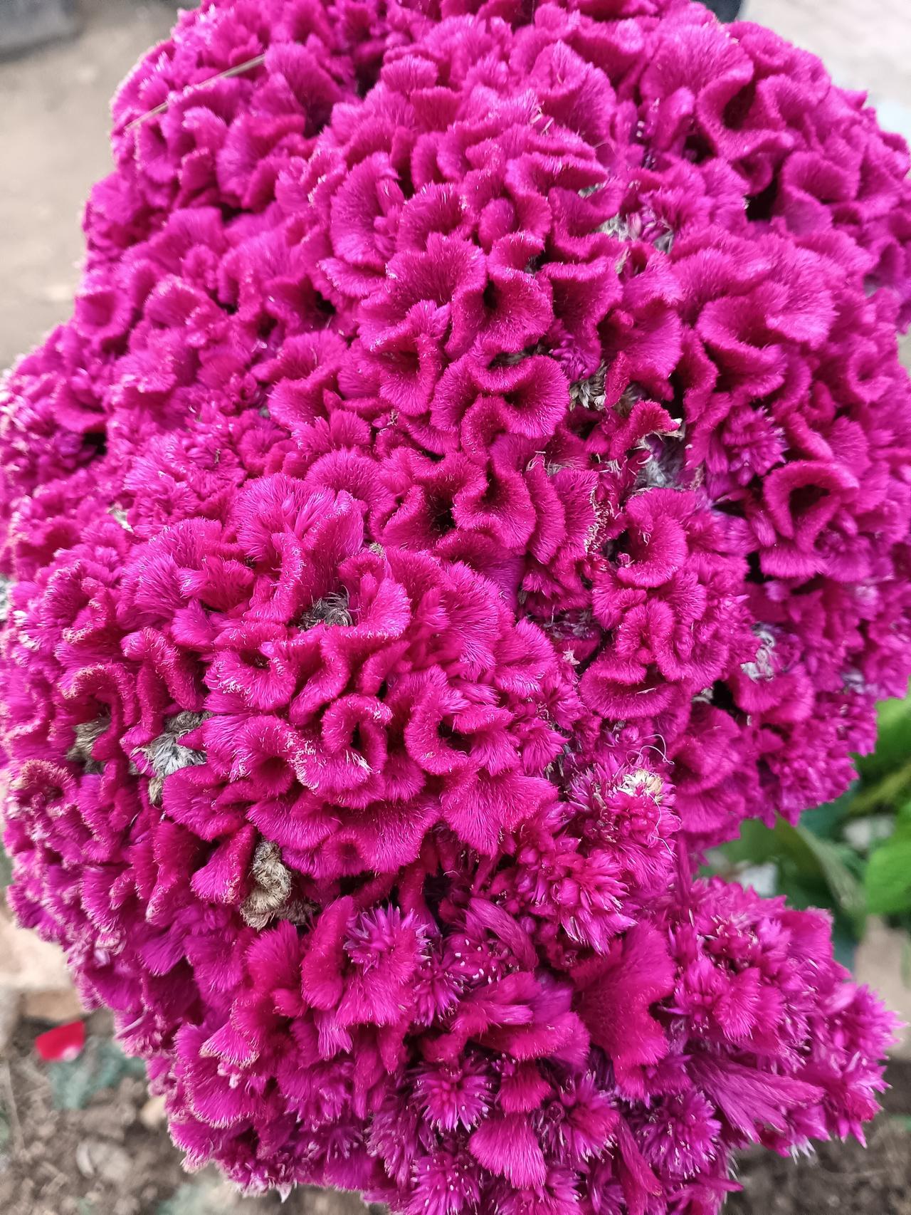 浓艳紫红的鸡冠花层层簇拥，绒质花瓣蓬松厚实，自带热烈蓬勃的生机。