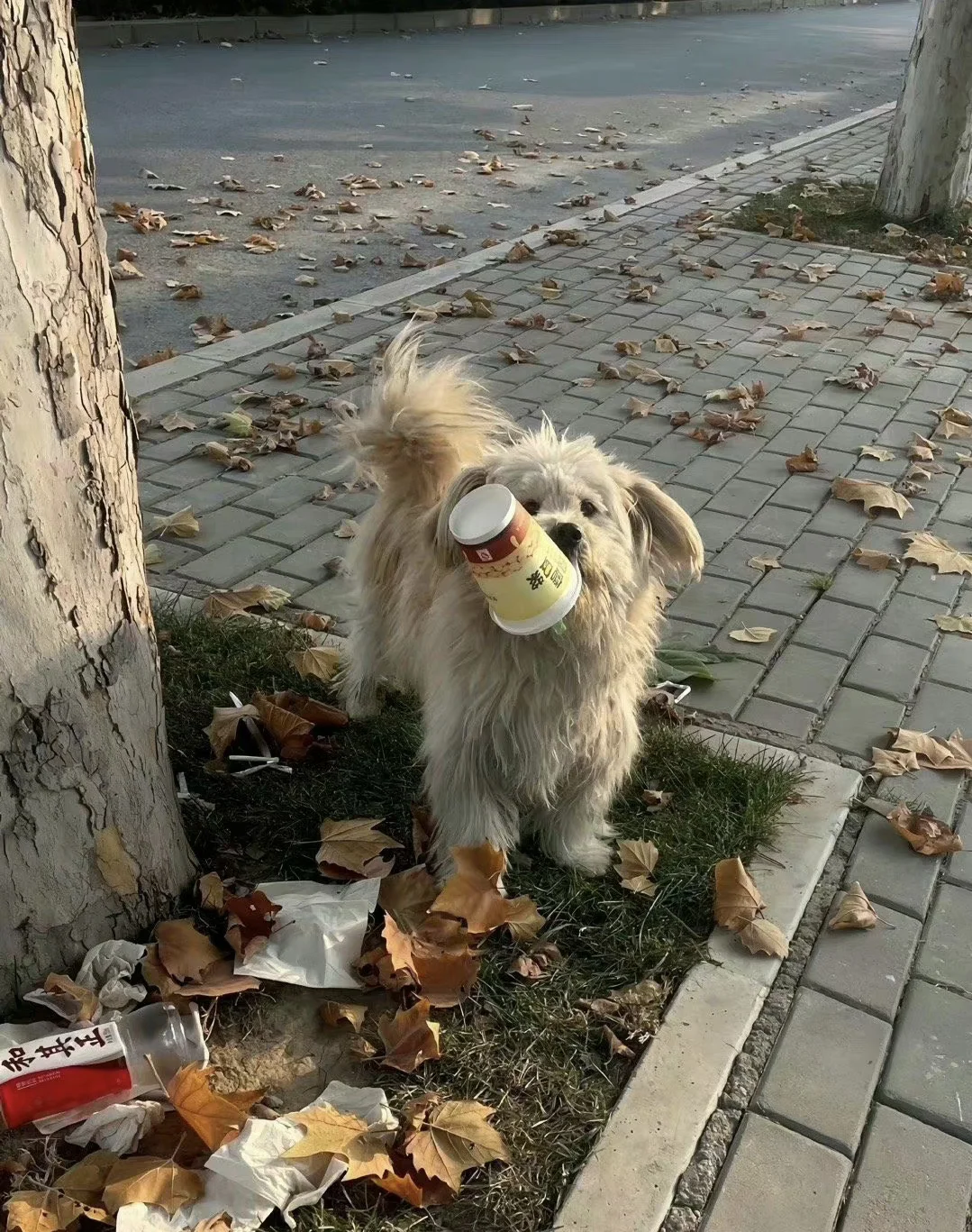 你不是流浪狗 是靠自己活下去的厉害狗狗
