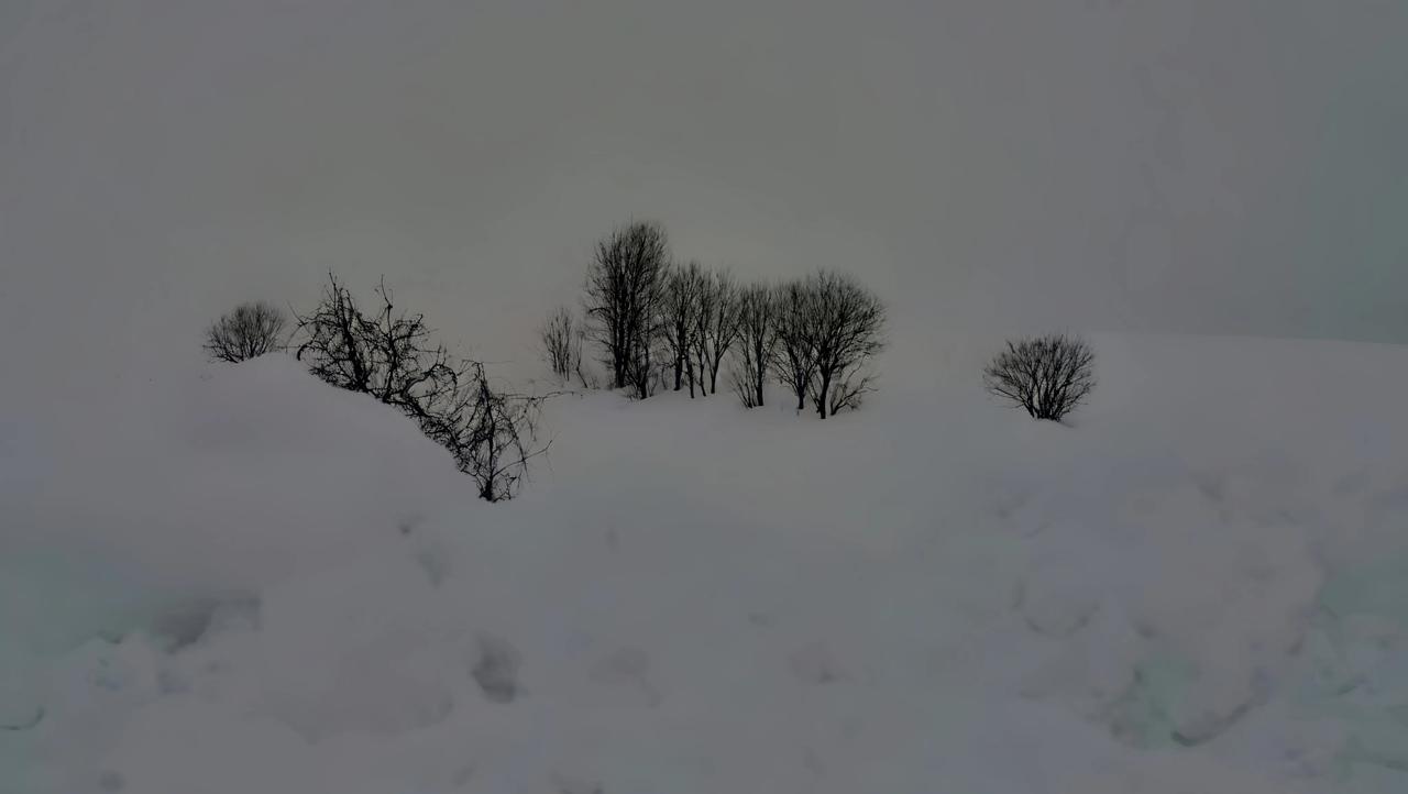 雪中的灌木