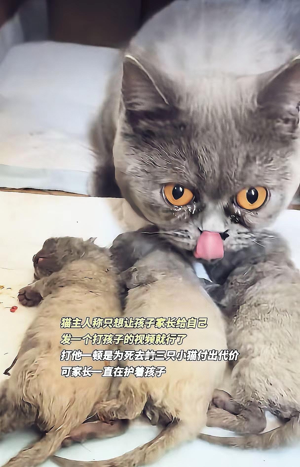 不查不知道
一查才明白，
原来摔S小猫的6岁男孩是
女子的外甥。
他当着猫妈妈的