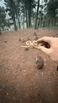 从今以后你就是猴哥了[狗头]