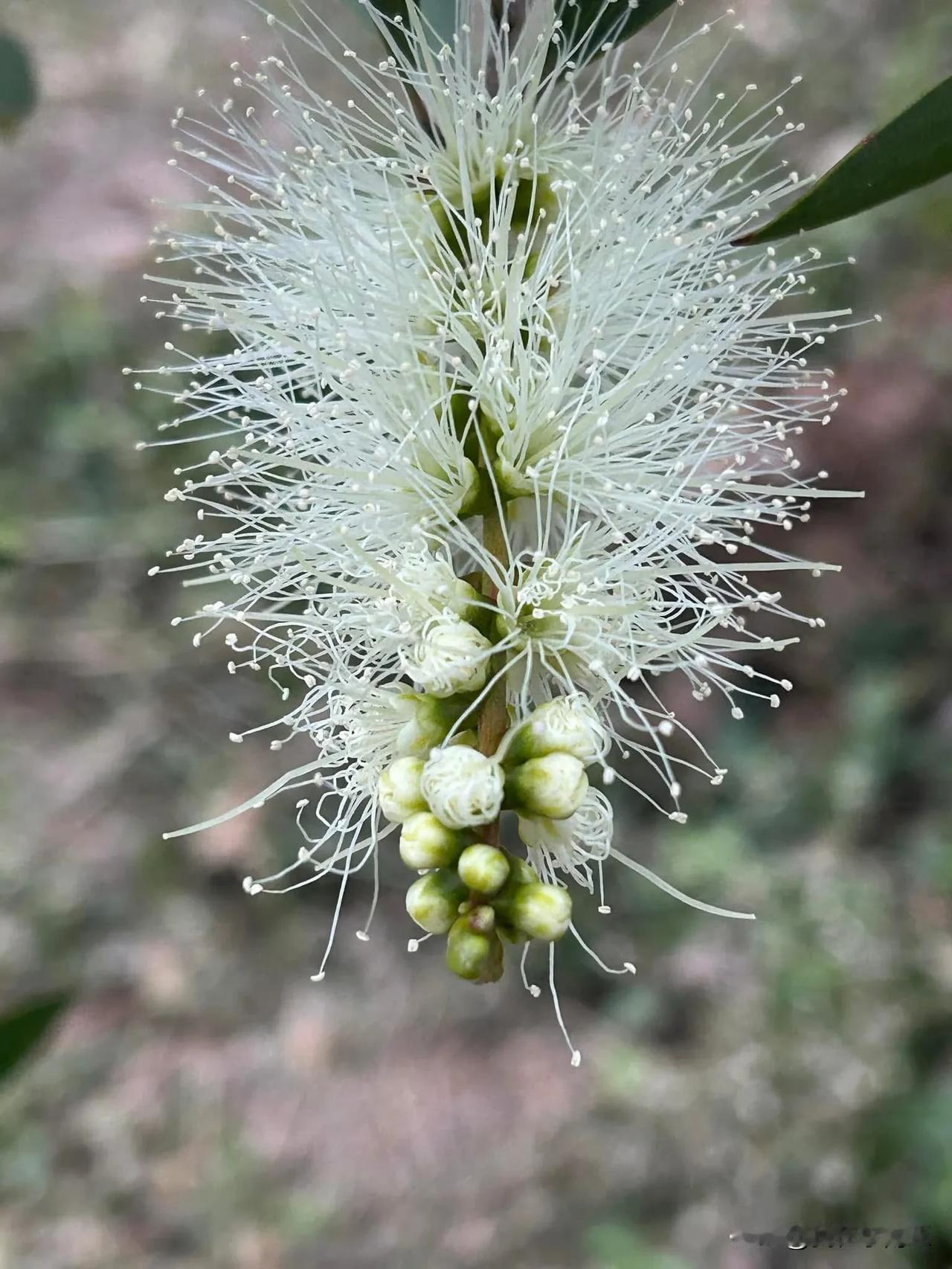 是否該經常刷洗
送您一隻瓶子刷￼
蜜蜂也想搶著用