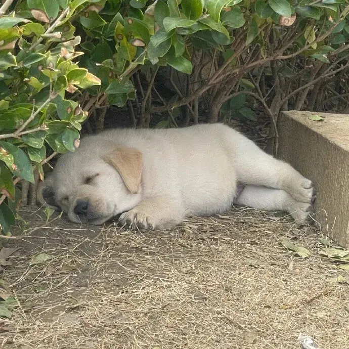 路边遇见的小狗🐶肥嘟嘟的，好可爱！​​​