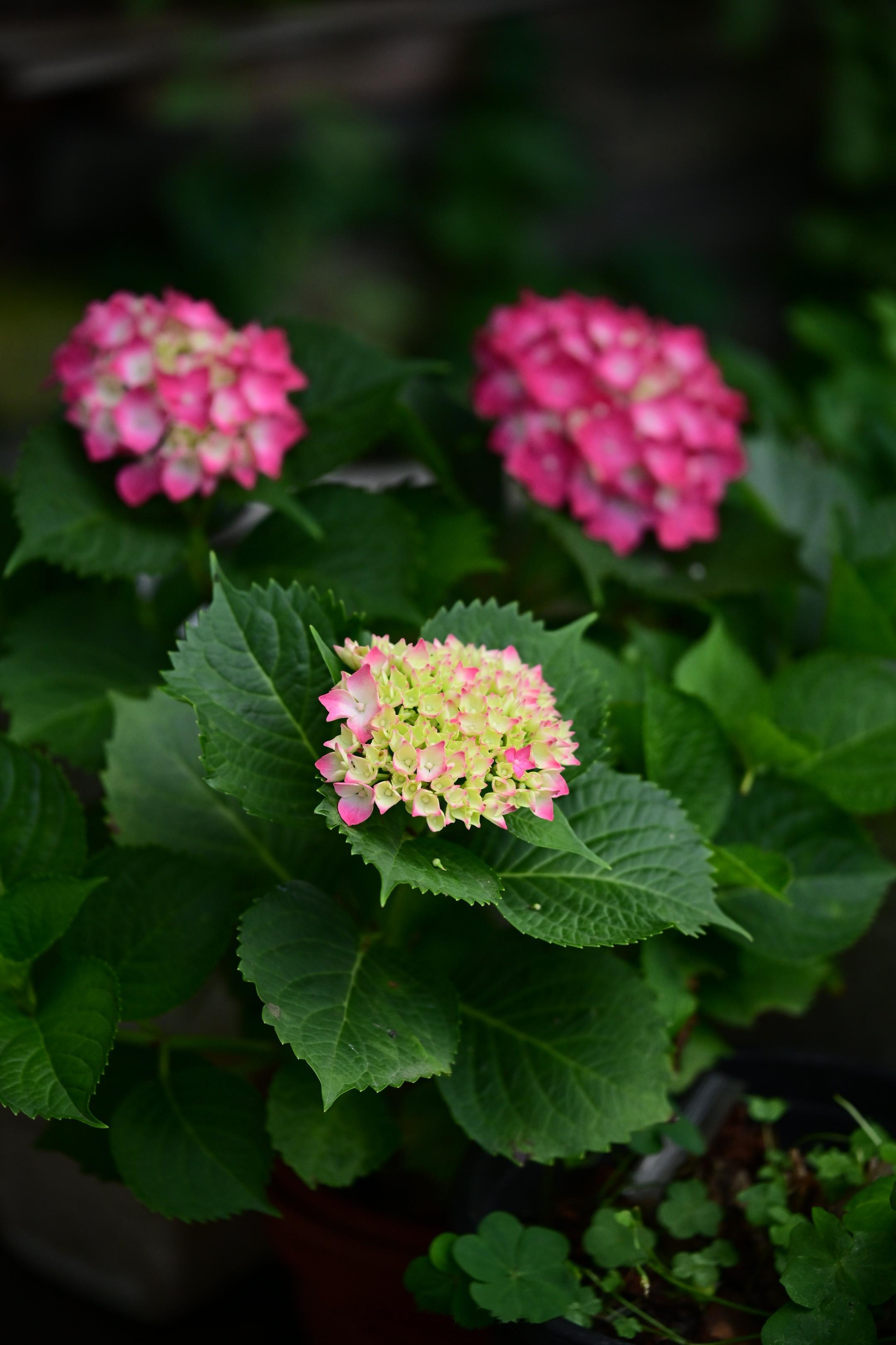 村里看花，随机打开各种美好“盲盒”。植物