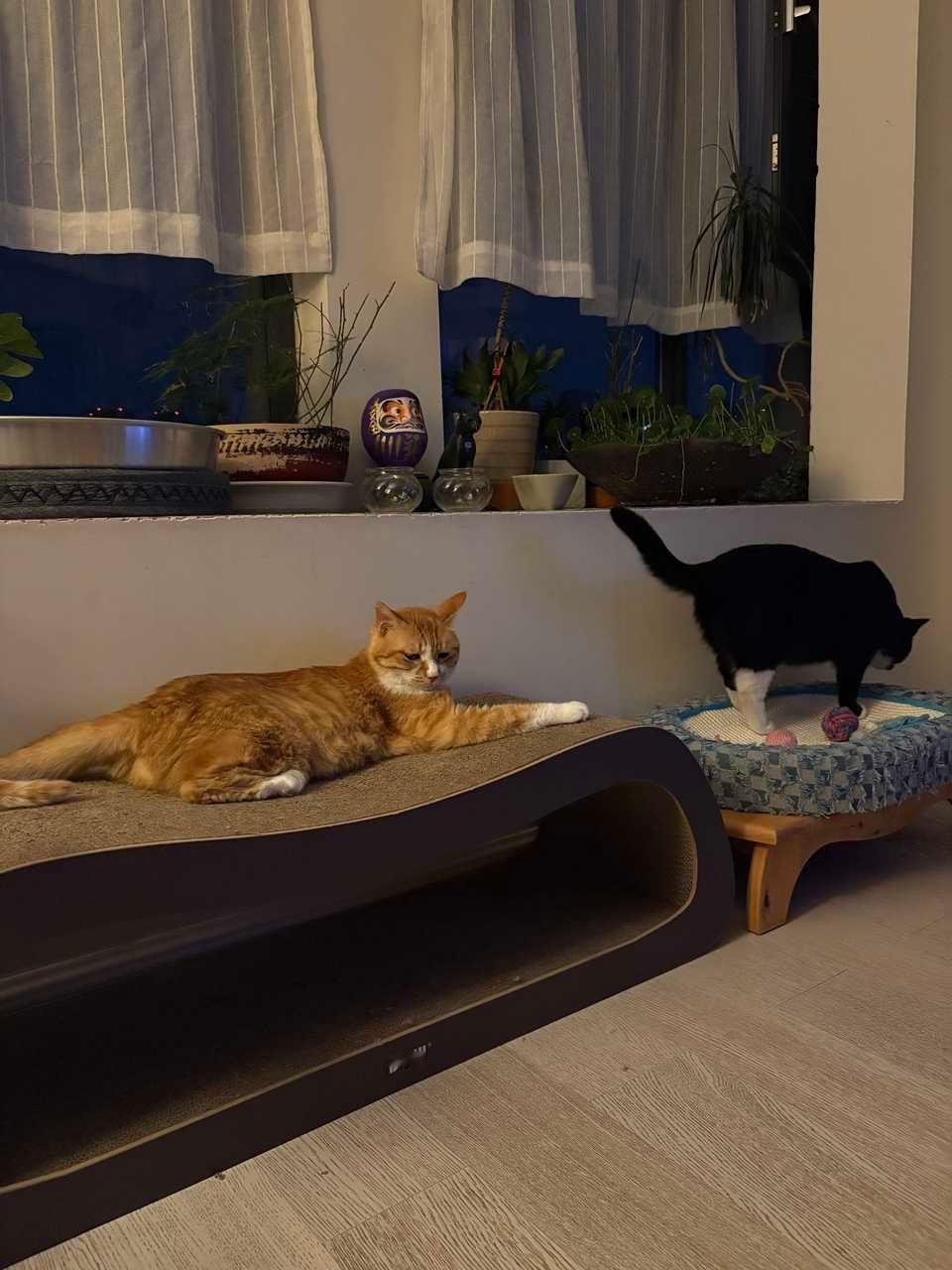 黄猫，你想得真多，我才不是来找你玩的。奶友会 （投稿：） 