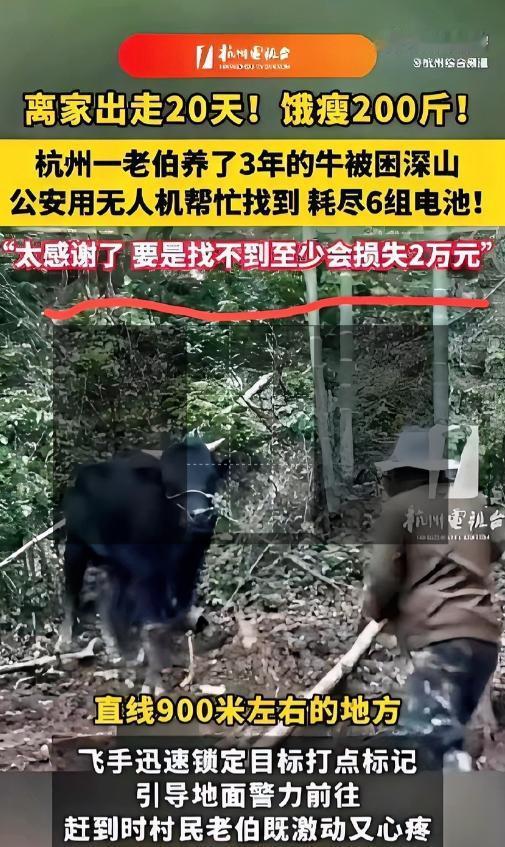 5月5日报道，杭州建德一位村民家中重达1300斤的大黄牛走进深山后意外失踪，失联