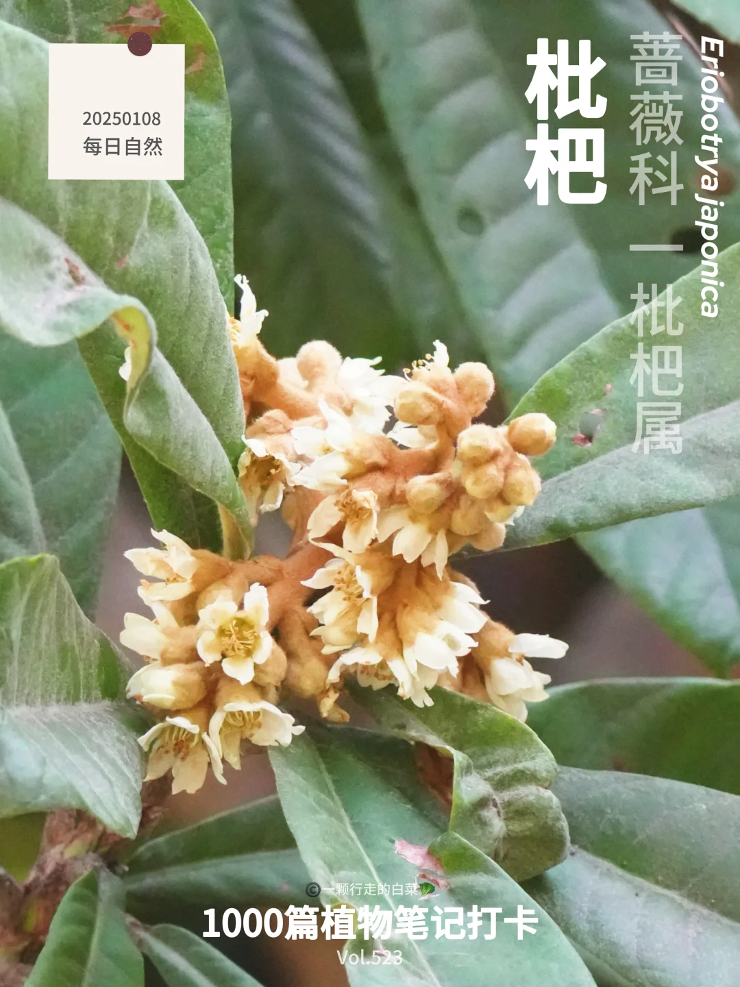 植物笔记523｜我闻到了急支糖浆的味道
