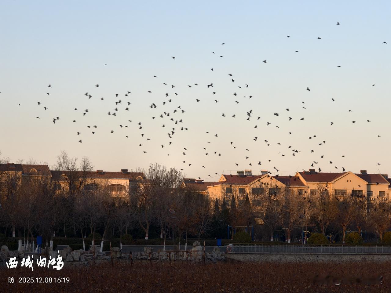 分享一张最近随手拍的照片这是在东营荟萃园拍的，傍晚时分，一群不知名的精灵，在湖面