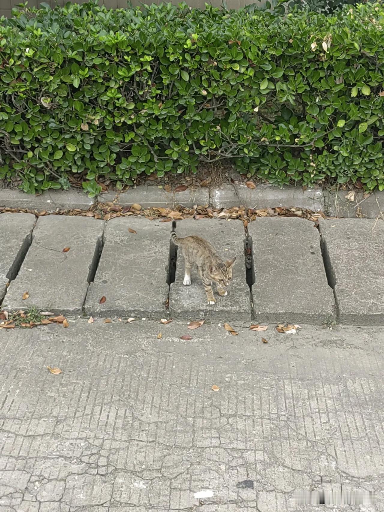 公司里又多了一只小猫，长的萌萌哒，平时它喜欢躲在花坛里，偶尔在石板路上探头探脑，