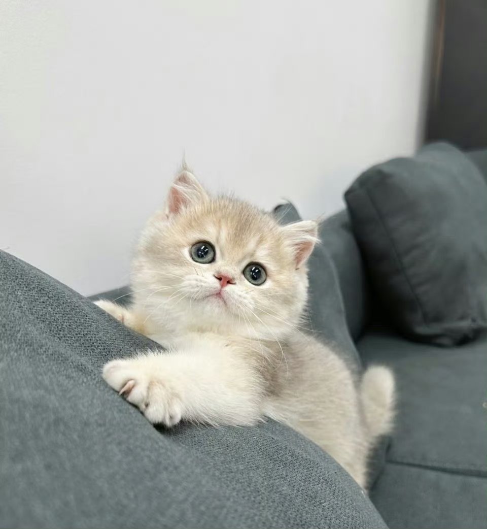 好好养宠的一年宠物年度结算｜细数毛孩这一年的成长与蜕变🐾还记得它刚来家里时，是