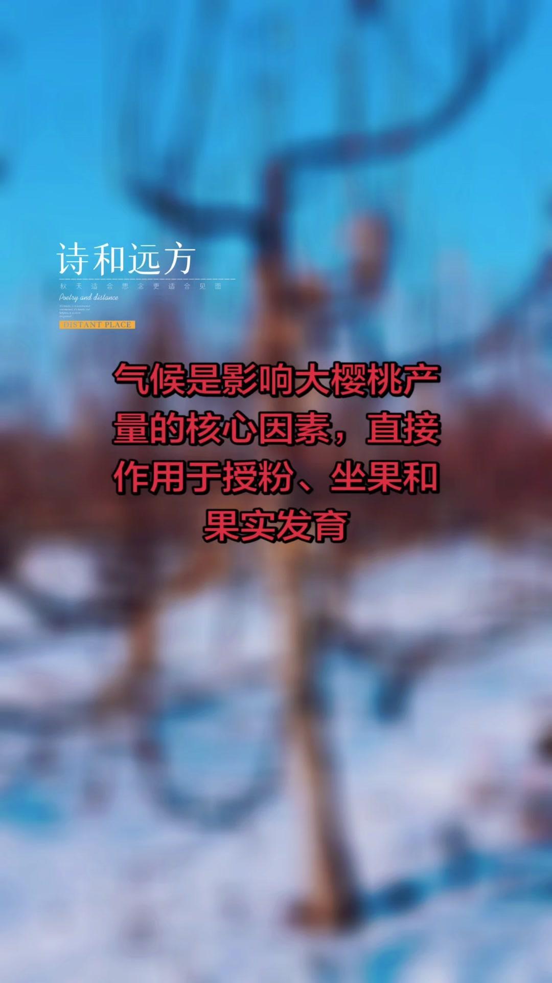 🌱花期低温/倒春寒是大樱桃产量杀手，低于0℃会冻伤花器、冻死幼胚，坐果率立马下