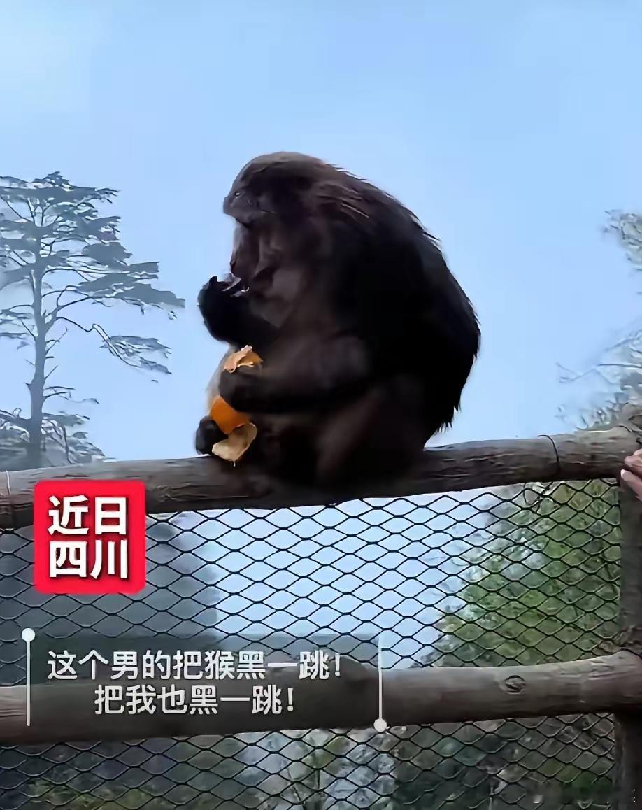 四川乐山，一只猴子正蹲在悬崖边安安静静剥橘子吃，一个男人悄无声息靠近，突然伸出手