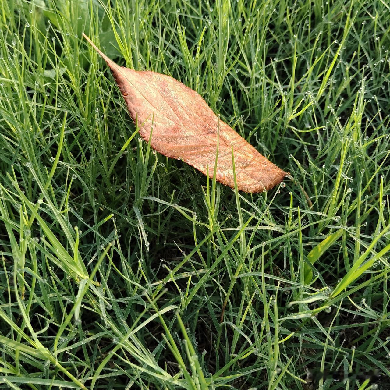 不经意间会发现自己平时忽略的小事物竟然那么可爱，比如路边的小草叶子上的露珠，比如
