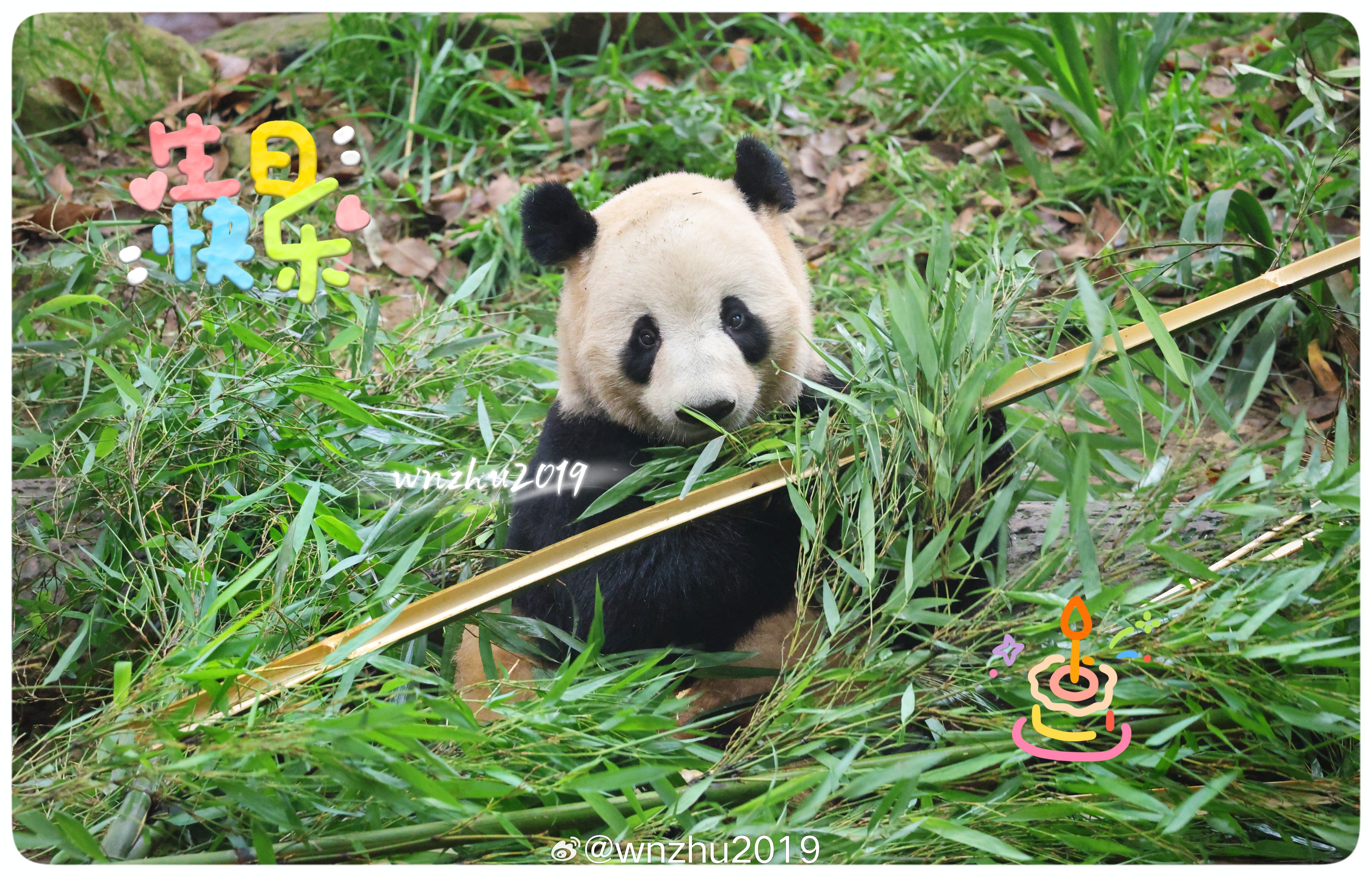 大熊猫瑛华宝 生日快乐，小宝贝！在这个院子里告别了姐姐，妈妈，哥哥，每次去都看见