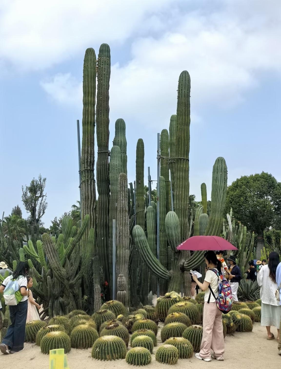 若是要问，在厦门哪里的多肉植物最多，那么答案只有一个，那就是厦门园林植物园。
