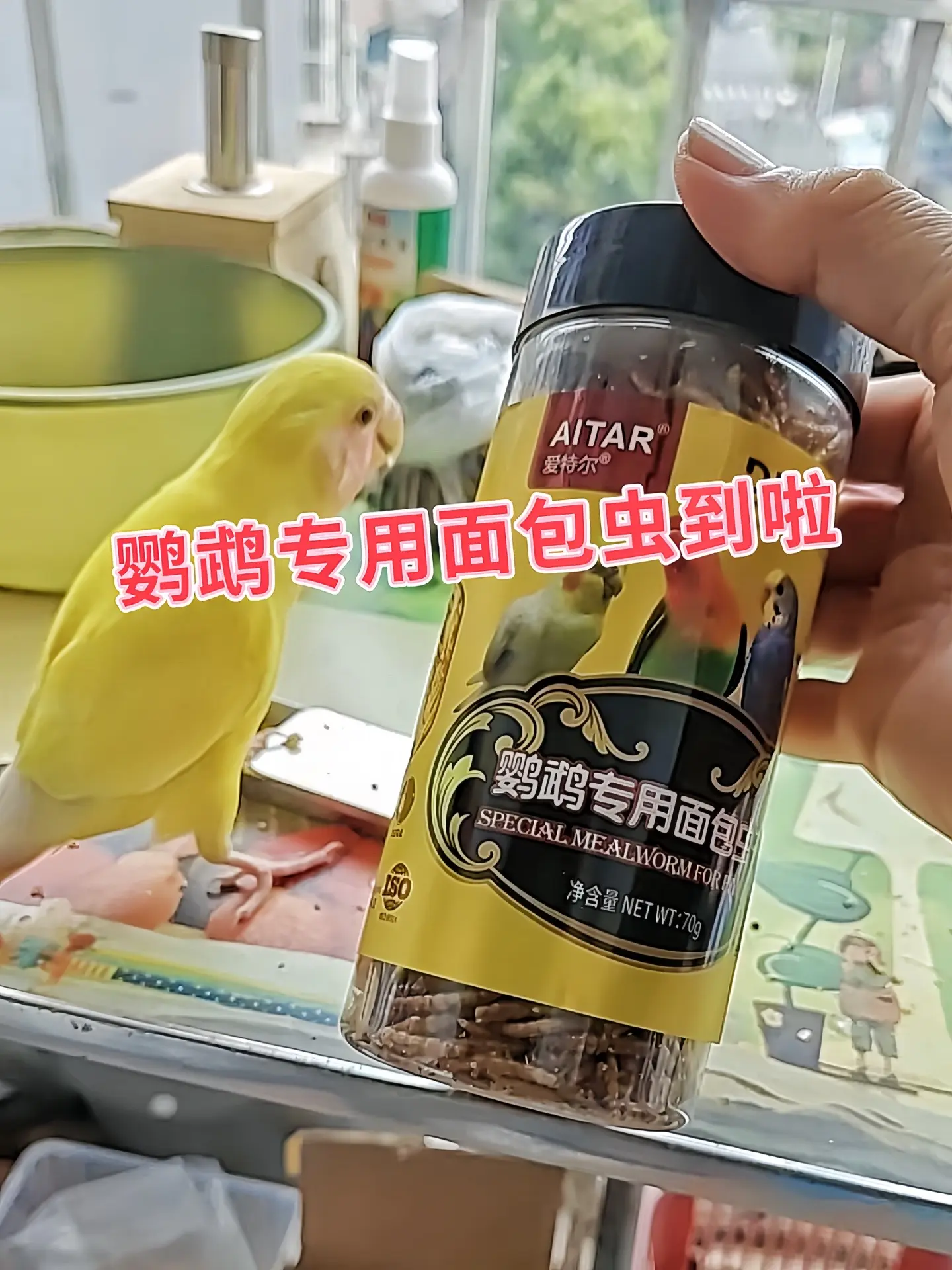 补充蛋白质：面包虫的蛋白质含量高，可达50%左右，能为鹦鹉生长发育提供...