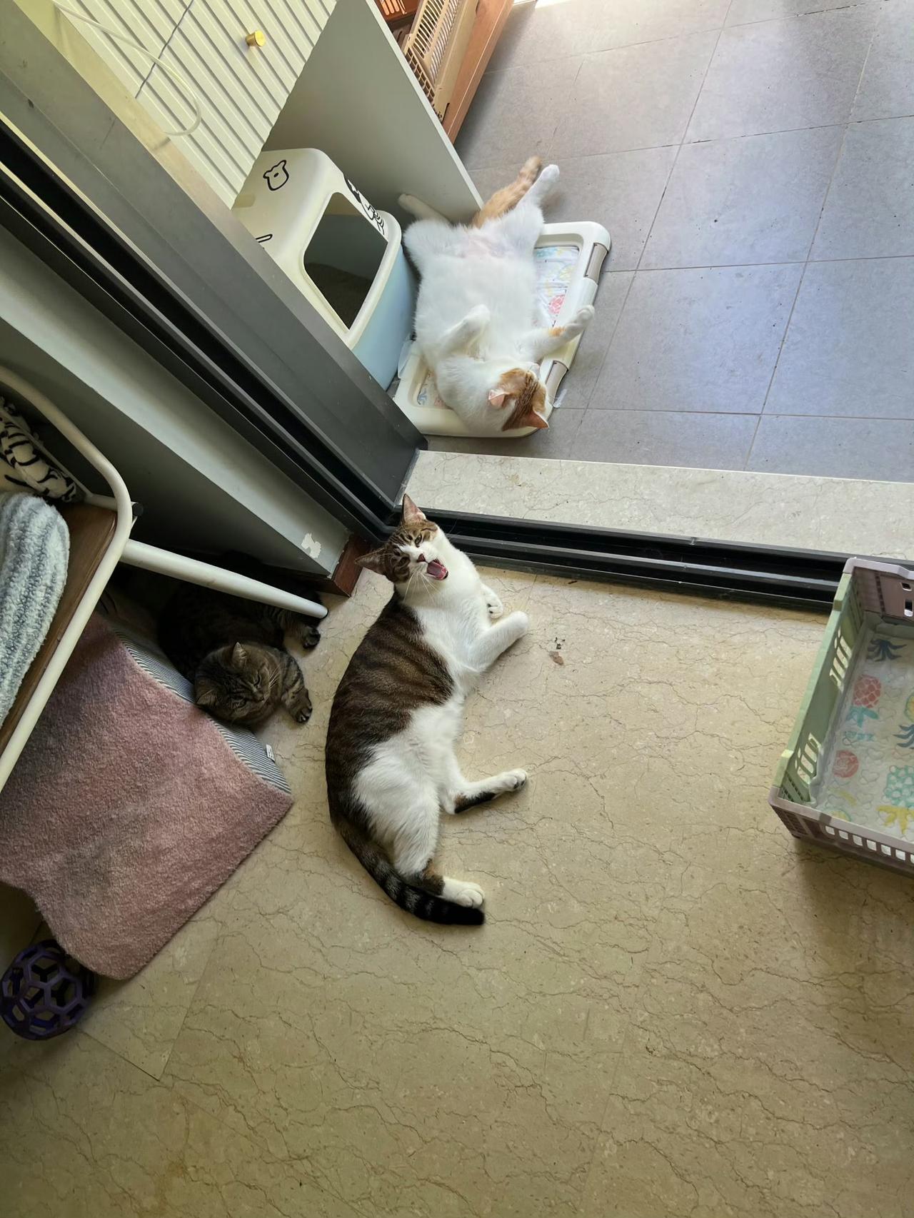 这是醉倒在猫砂盆外了吗？
睡姿好好笑