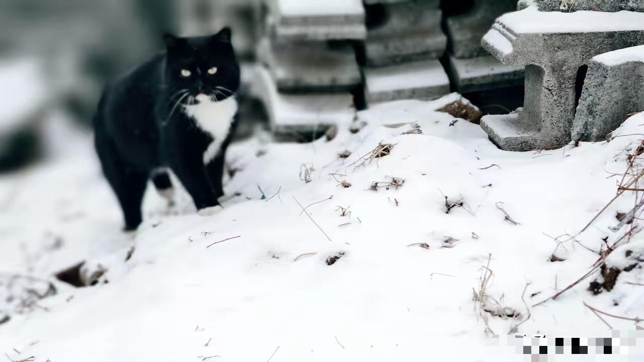 据我了解，大多数投喂流浪猫的人都是平民百姓，我在小区几个点每天放猫粮，毛孩子看见