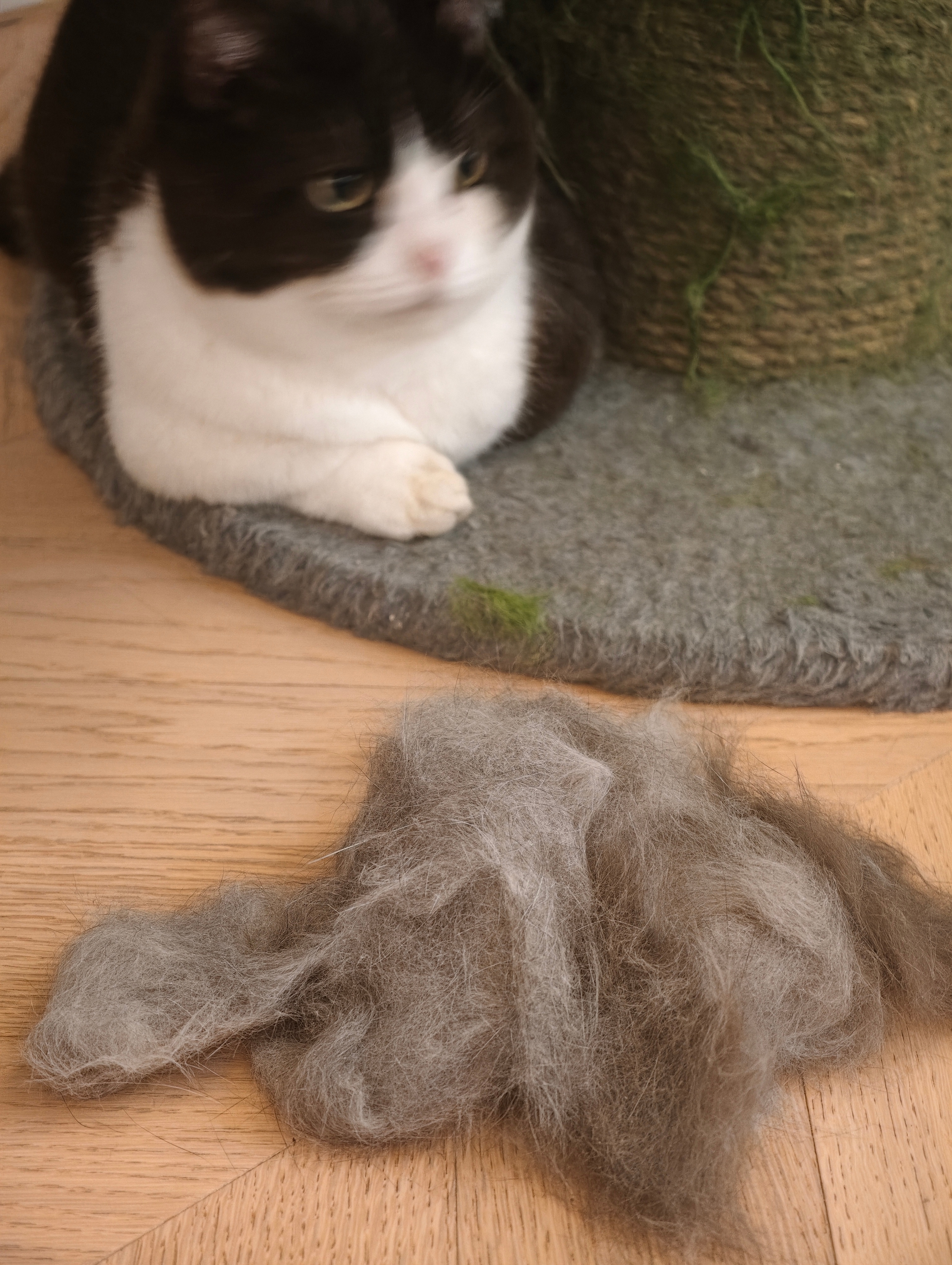 从小祖宗身上梳下来这么多毛！just 一次！ 