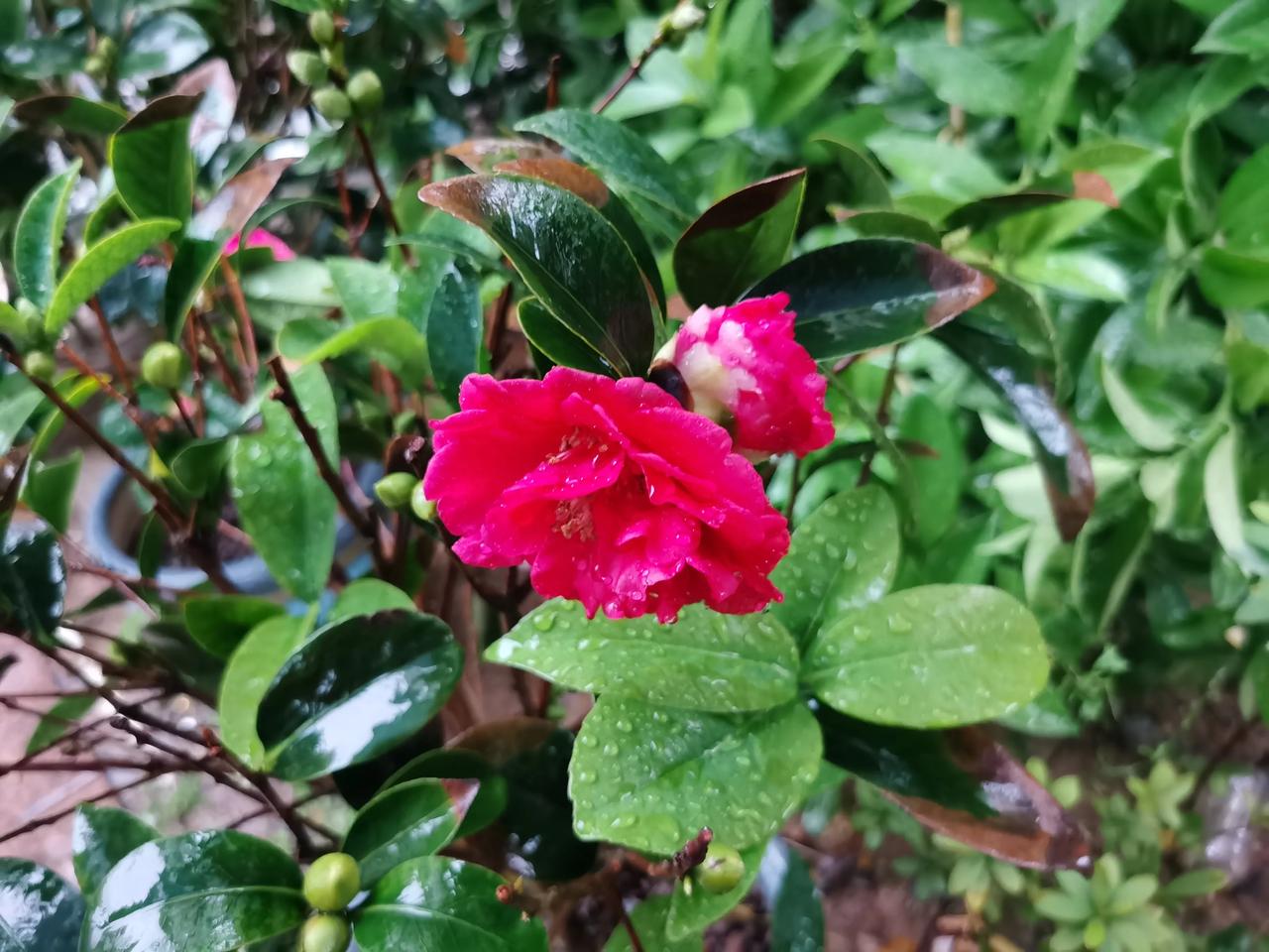 #那些好看的花花草草# 雨中的山茶花，即便雨滴打落在花瓣上，依旧开得这般灿烂美丽